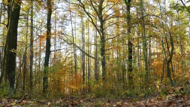 panorámás kilátás nyílik a lombhullató erdő ősszel 4k - Felvétel, videó