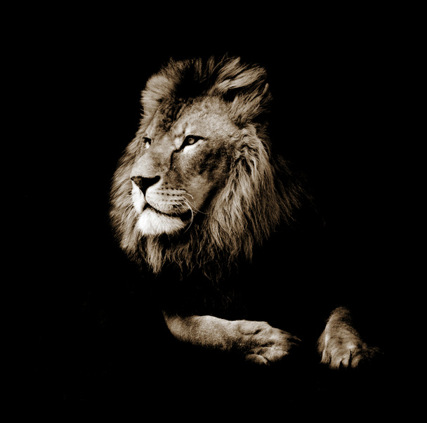 黒を背景にした豪華な男性ライオンの肖像 - 写真・画像