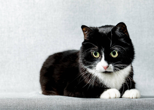 Black and white cat lies on a gray background. - Foto, immagini