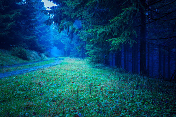 the evergreen forest - Photo, Image
