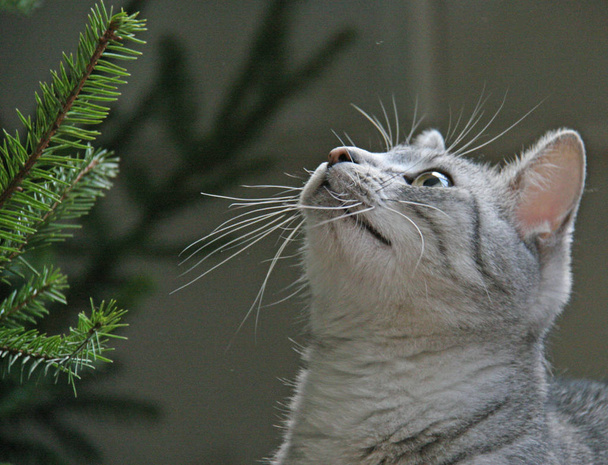 utelias kissanpentu ja joulukuusi
 - Valokuva, kuva
