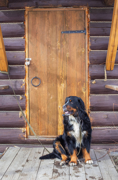 Bernese mountain dog near wooden rustic door - Fotoğraf, Görsel