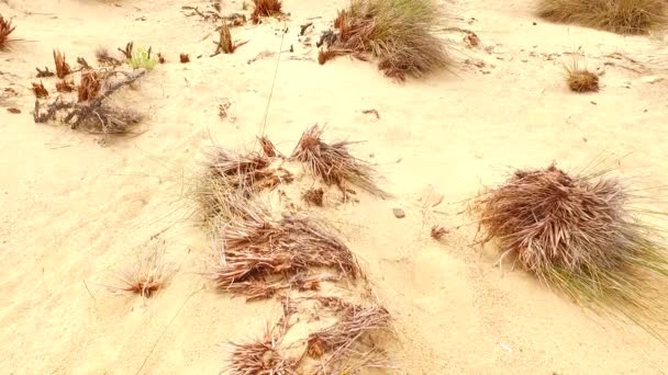 Some green plants growing from hot sand. - 映像、動画