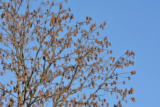 Kőrisfa szárított magja (Fraxinus excelsior) .más néven helikopter - Fotó, kép