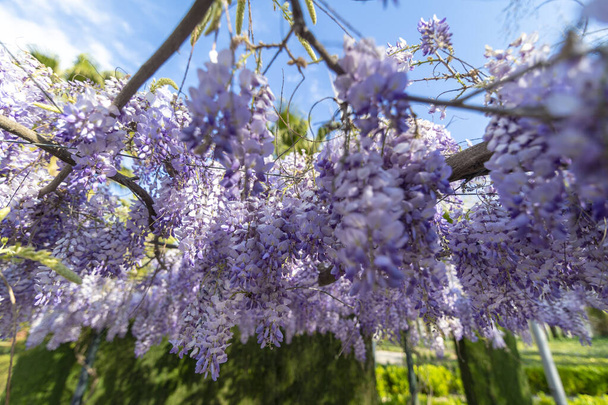 Wisteria, toujours aussi spectaculaire
. - Photo, image