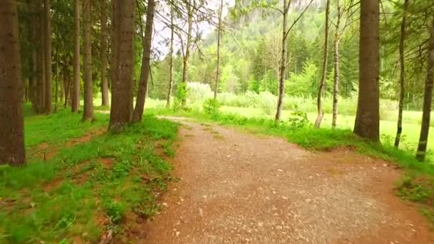 Kävely polulla syksyllä metsässä - Materiaali, video
