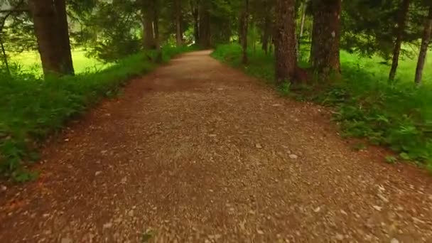 Περπατώντας σε ένα μονοπάτι στο φθινόπωρο δάσος - Πλάνα, βίντεο