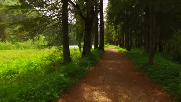 Camminando su un sentiero nella foresta autunnale - Filmati, video