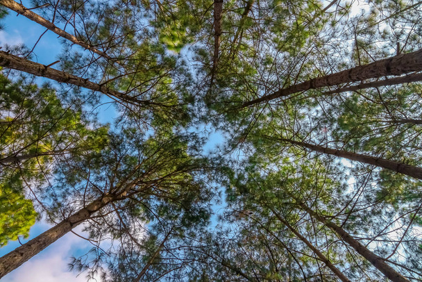 Olhando para cima árvores de madeira na floresta
 - Foto, Imagem