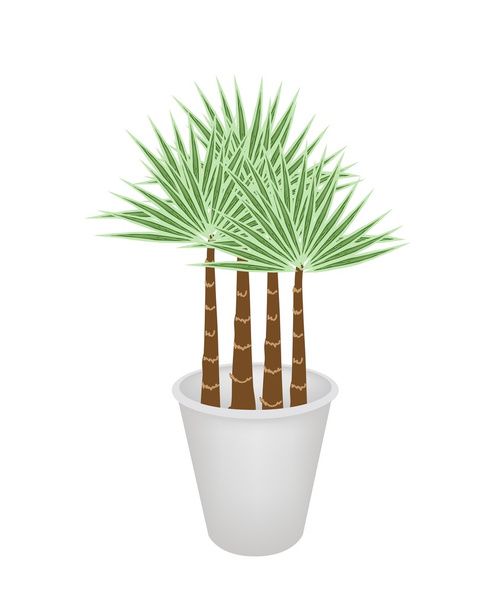 Palmujen kuvitus kukkaruukussa
 - Vektori, kuva