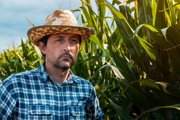 Responsible corn farmer in field thinking - Foto, Imagen