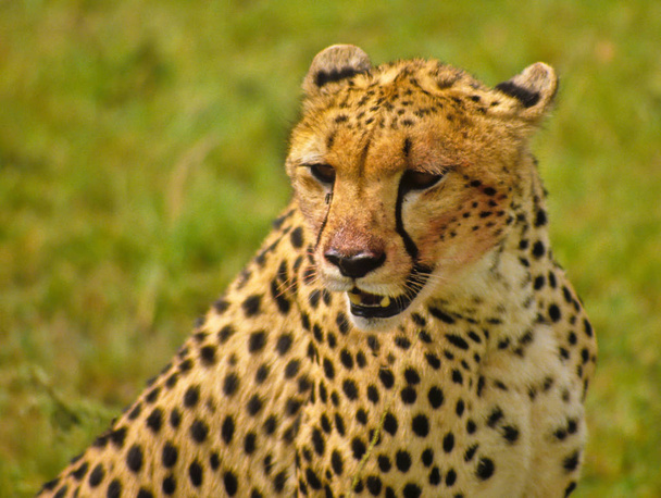 cheetah in the serengeti - Photo, Image