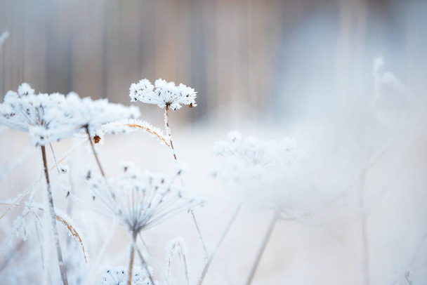Frost καλύπτονται αποξηραμένα Angelica σε θολή δάσος φόντο - Φωτογραφία, εικόνα