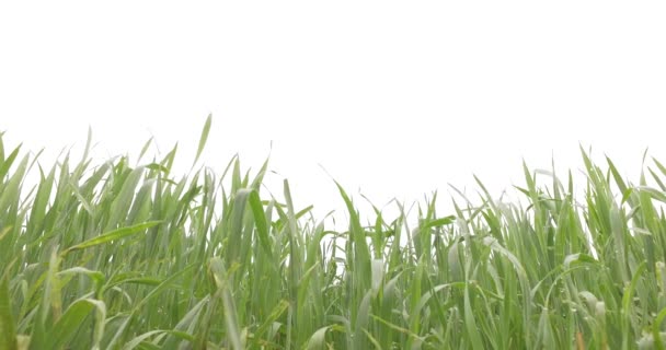 Grüner, junger Weizen auf dem Weizenfeld. Vorfrühling. - Filmmaterial, Video