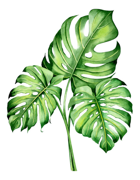 Akwarela odizolowane tropikalne liście i kwiaty - banan, palma, strelitzia. Świetne na ślub na Hawajach, przyjęcie na plaży, tropikalne zaproszenia ślubne - Zdjęcie, obraz