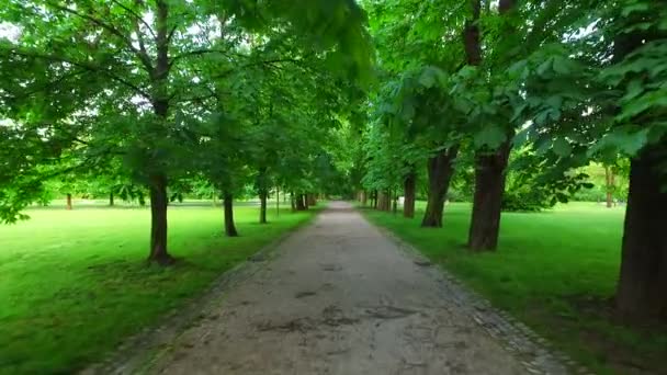 Koruny stromů s listy za slunečného dne - Záběry, video