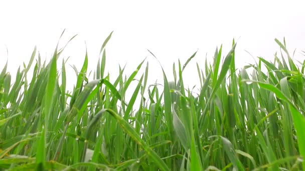 Grüner, junger Weizen auf dem Weizenfeld. Vorfrühling. - Filmmaterial, Video