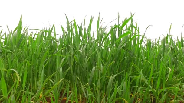 Zelená, mladá pšenice na pšeničném poli. Časné jaro. - Záběry, video