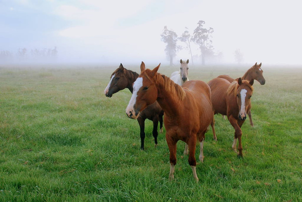 outdoors horses, pasture animals - Fotó, kép