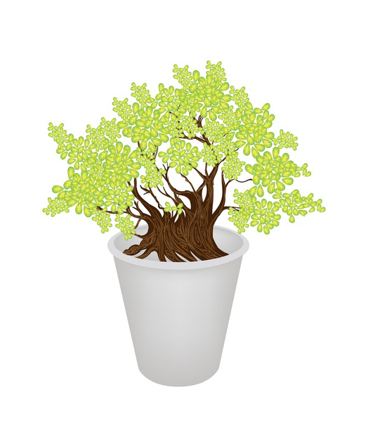 Illustrazione del bellissimo albero di bonsai in un vaso di fiori
 - Vettoriali, immagini