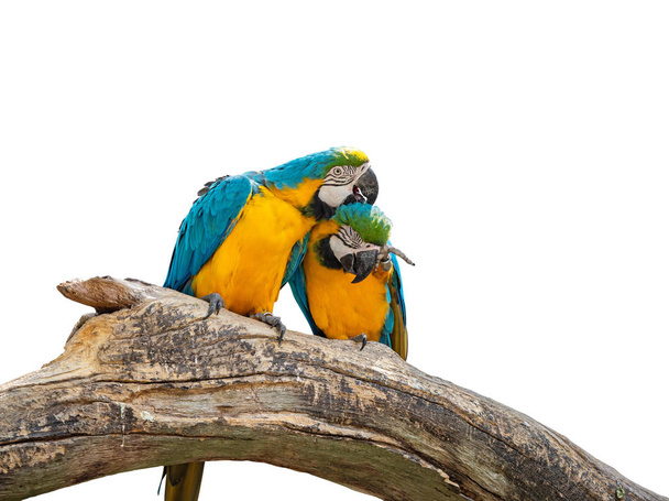 Close up Dos guacamayos azules y dorados encaramados en la rama aislada en W
 - Foto, Imagen