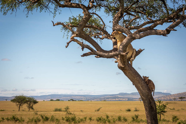 Dişi aslan, eğri büğrü bir ağaçta yavrusuyla oturuyor. - Fotoğraf, Görsel