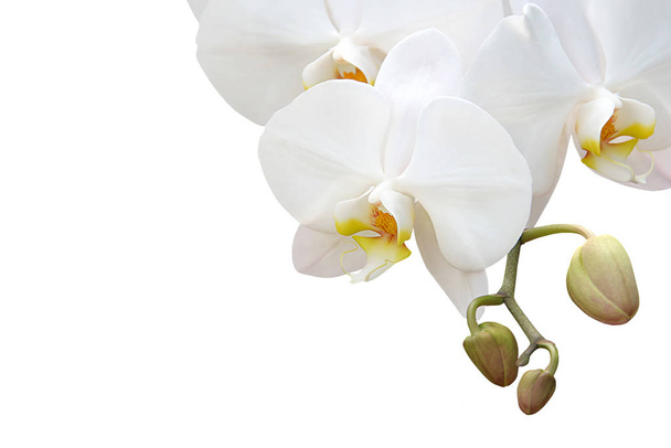 scenic of beautiful colorful orchid flower - Valokuva, kuva