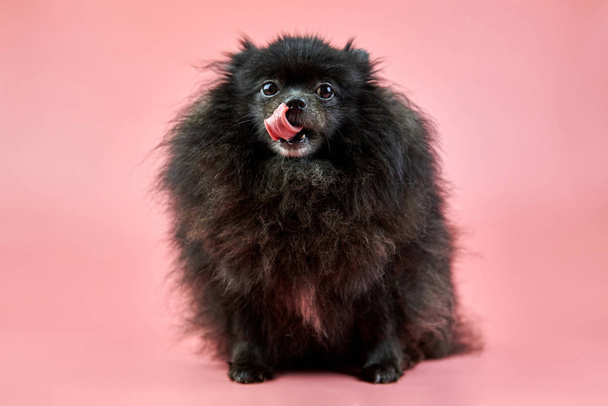 Pomeranian Spitz cachorro negro
 - Foto, imagen