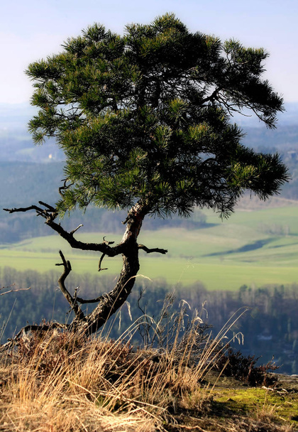 pine at the summit - Fotó, kép