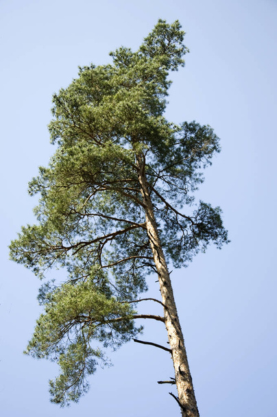tree with blue sky - Fotó, kép