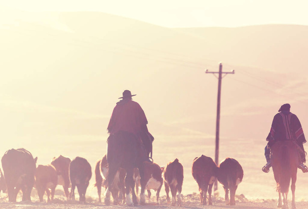 Gauchos AHD stada kóz w górach Patagonii, Argentyna - Zdjęcie, obraz