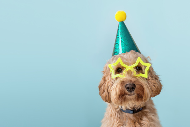Lindo perro vistiendo sombrero de fiesta y gafas
 - Foto, Imagen