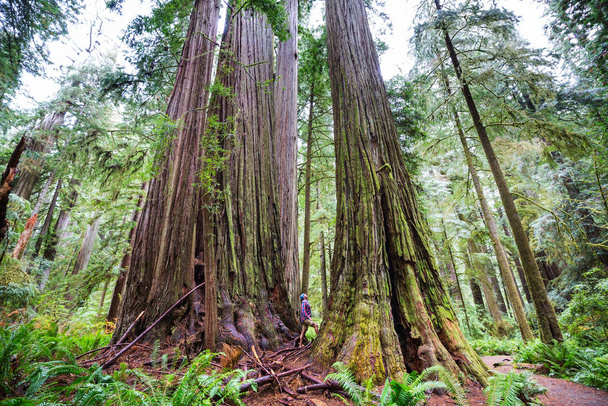 北カリフォルニアの森、アメリカのレッドウッドの木 - 写真・画像