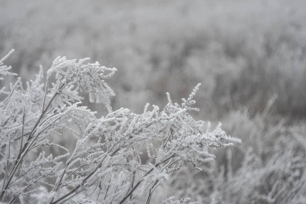 Kış manzarası duvar kağıdı. Ağaçlara ve çalılara kar örtüsü. Donmuş dallar. Beyaz renk arkaplanı. - Fotoğraf, Görsel