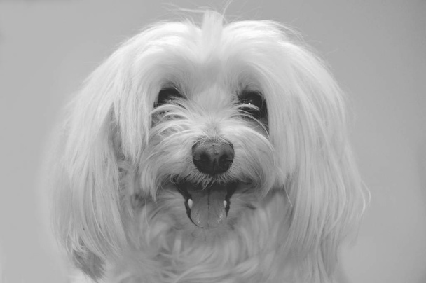 Portrait of a cute dog   - Foto, imagen