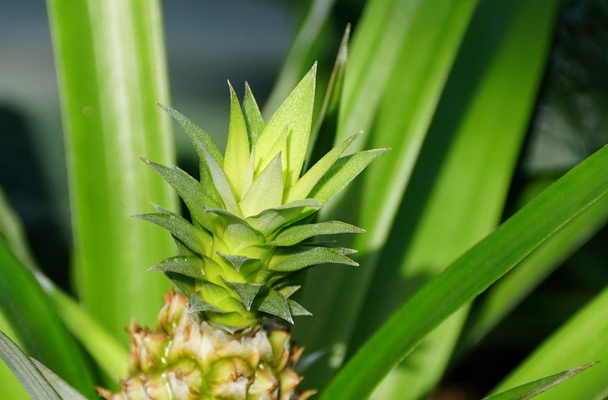 The crown of tiny pineapple Ananas Comosus fruit - Photo, Image