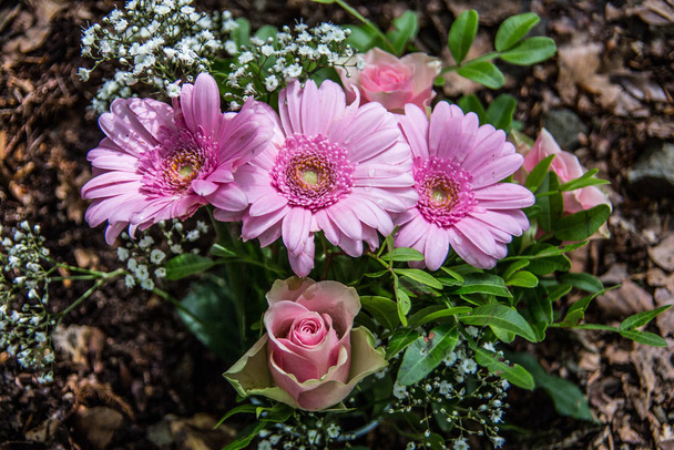 rózsaszínű virágok szirmokkal - Fotó, kép