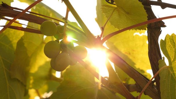 bellissimi grappoli di uve che maturano al sole. piantagione di uva alla luce del tramonto. bella vite con uva. concetto di vinificazione. attività dell'uva. - Foto, immagini
