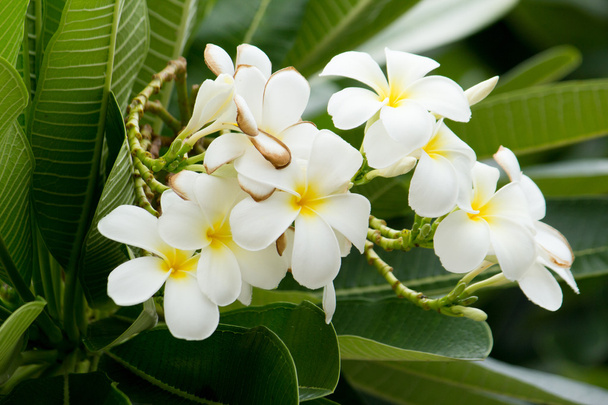 tropik çiçekler frangipani - Fotoğraf, Görsel