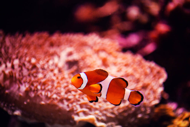 Wonderful and beautiful underwater world with corals and tropica - Zdjęcie, obraz