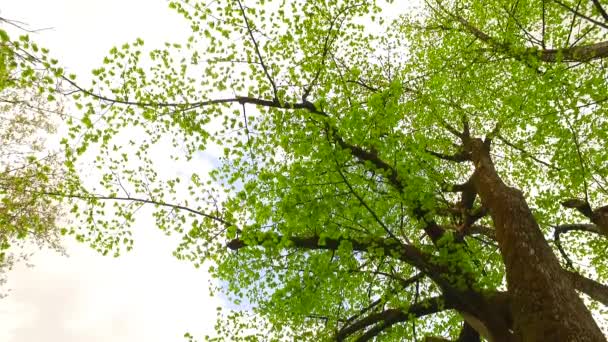 Kronen von Bäumen mit Blättern an sonnigen Tagen - Filmmaterial, Video