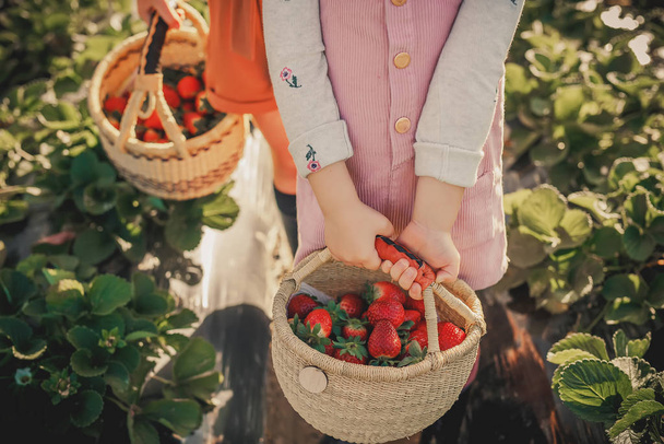 Los niños sostienen cestas con fresas en sus manos en un campo de fresas
 - Foto, Imagen