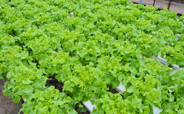 Saláta zöldség ültetvény - Fotó, kép
