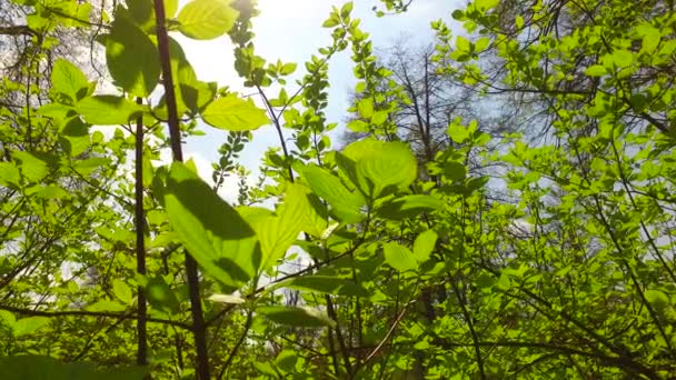 晴れた日に葉を持つ木の冠 - 映像、動画