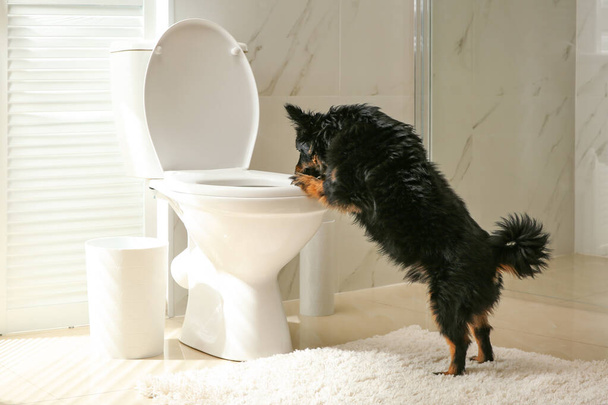 Cute dog looking into toilet bowl in modern bathroom - Fotografie, Obrázek