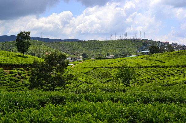 丘の上にセイロン茶プランテーションと茶工場の建物。新鮮な緑茶プランテーションと丘の上の谷や電信柱の小さな村に表示されます。スリランカのヌワラエリヤ - 写真・画像