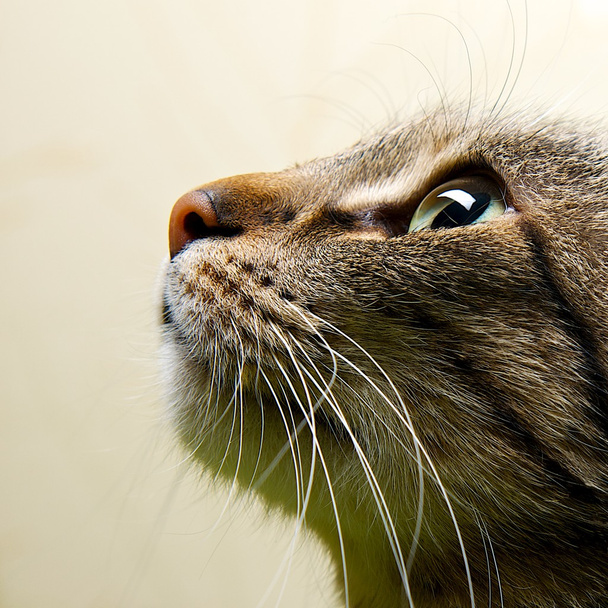 Портрет кота крупным планом
 - Фото, изображение