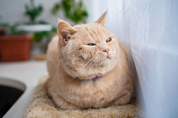 british shorthair cat couché sur un rebord de fenêtre - Photo, image