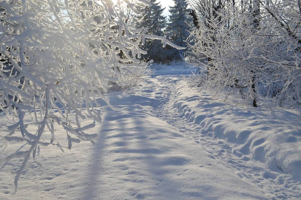 Maalauksessa on talvipuutarha, jossa aurinko paistaa lumisten puiden läpi. Kaikki puut ovat pakkasessa. Puutarhan läpi kulkee mutkainen polku
. - Valokuva, kuva