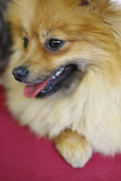 Portrait of red Spitz with open mouth - Photo, image